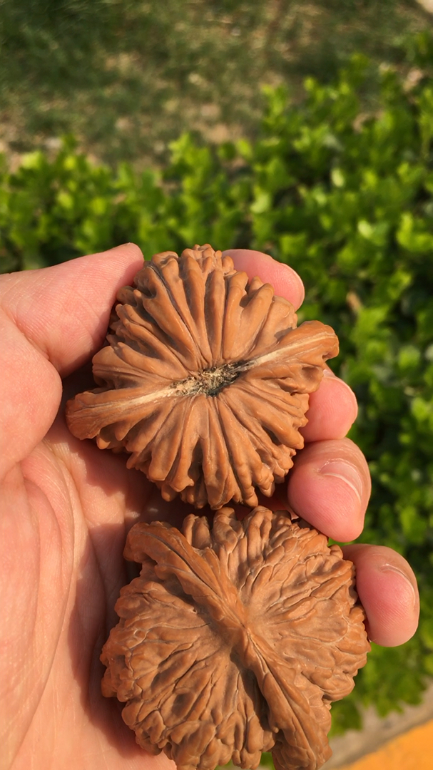 文玩核桃#九山顶四座楼狮子头,流水纹底