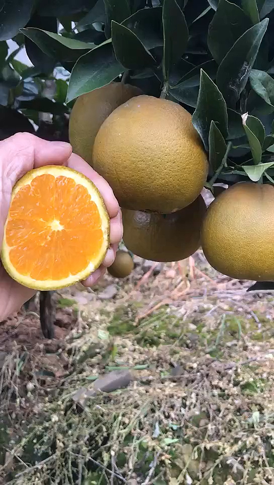 品种改良后的楚橙黑美人,今天在果园切开一个测试水分,水分不错.