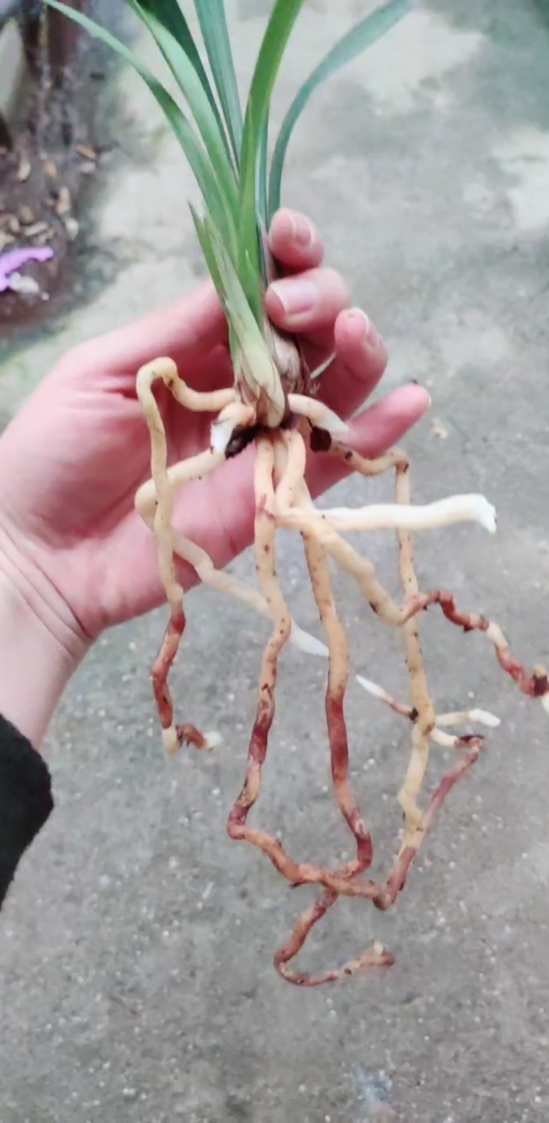 兰花小站#建兰 根系漂亮吗?