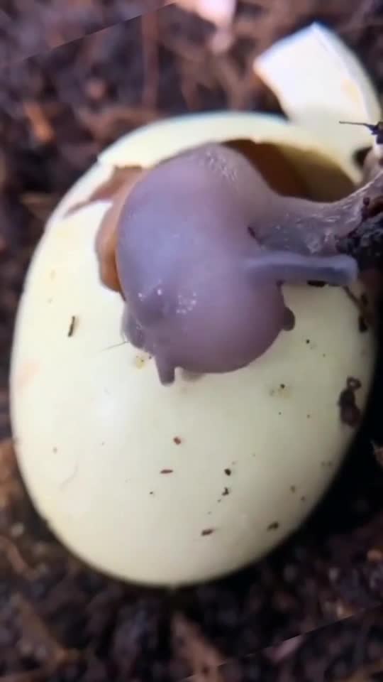 原来蜗牛脱壳,还要把自己的外壳吃掉,涨见识了-度小视