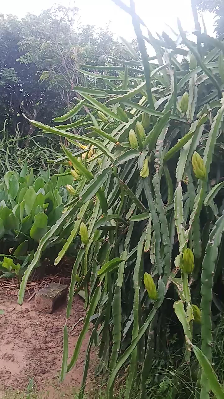 屋后园的龙剑花准备开咯!