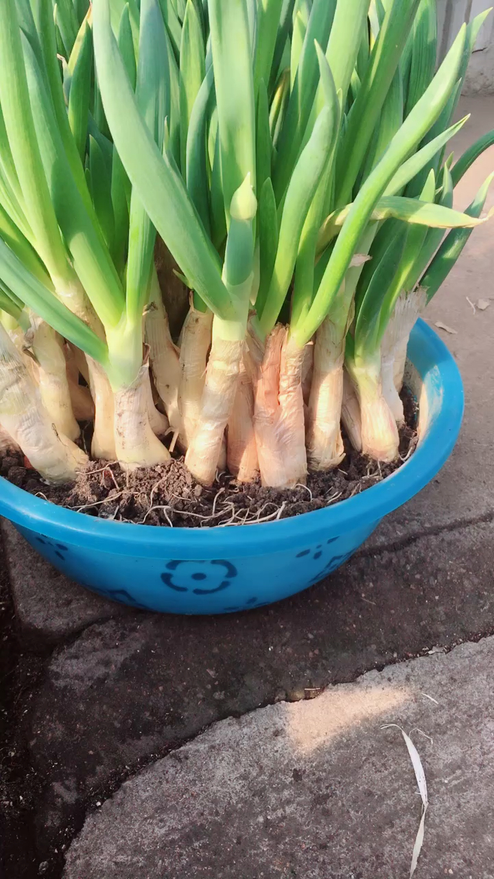 冬天在盆里栽的大葱,怎么样?
