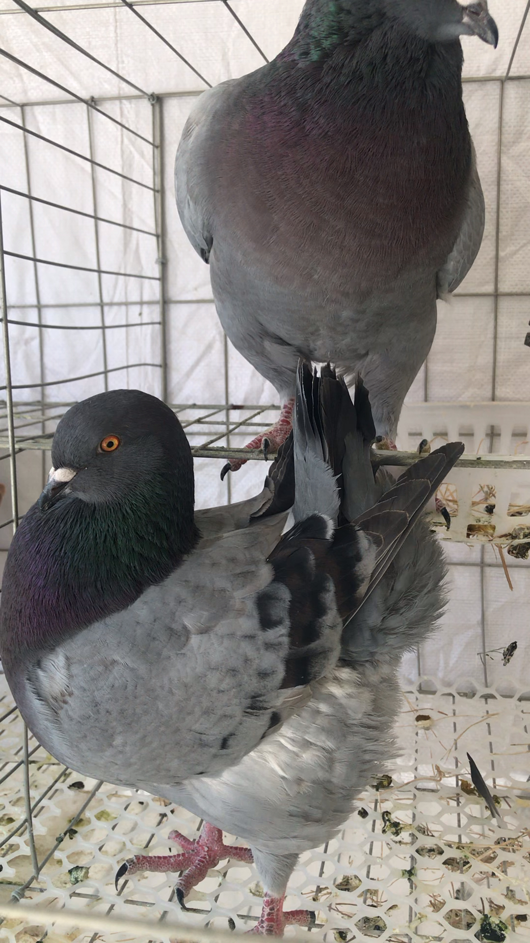 鸽子佳丽#八斤巨型大体鸽鸡尾巴高翘