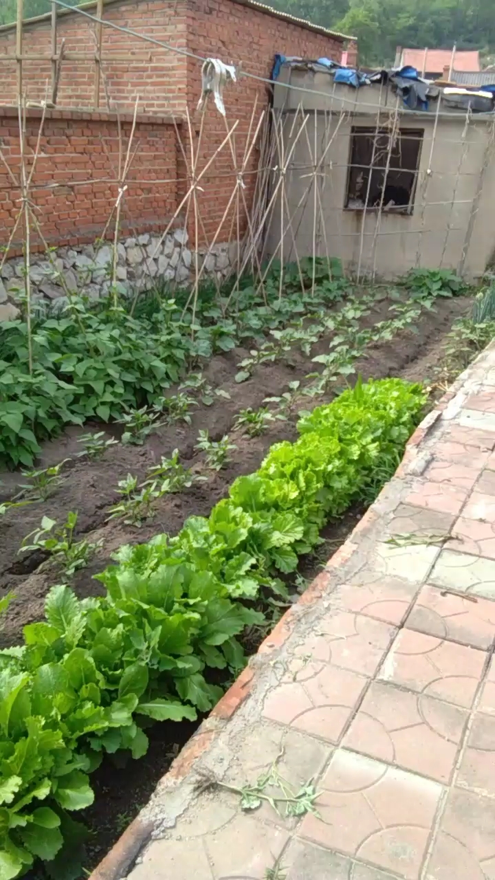 农家小院视频`农家小院春来早种蔬菜{一`样不能少请欣赏