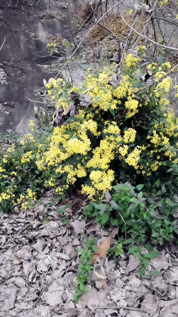 野菊花开遍了山野