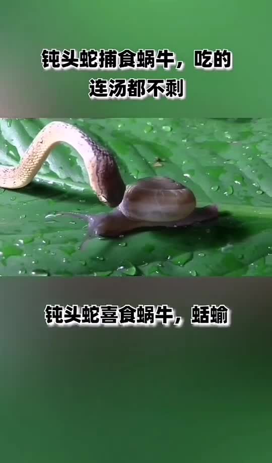 动物钝头蛇捕食蜗牛,吃得连汤都不剩
