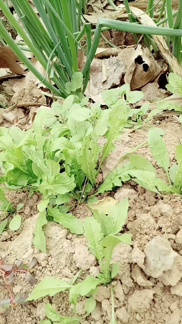 你们知道这是什么野菜吗,我们这里说是唧唧菜