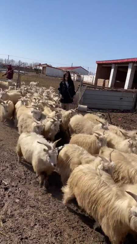 当时打开羊圈门羊羊们往出奔跑的那一刻,我害怕极了,我怕被一不小心卷