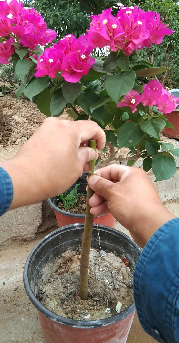 最潮劳动者#嫁接三角梅技术2