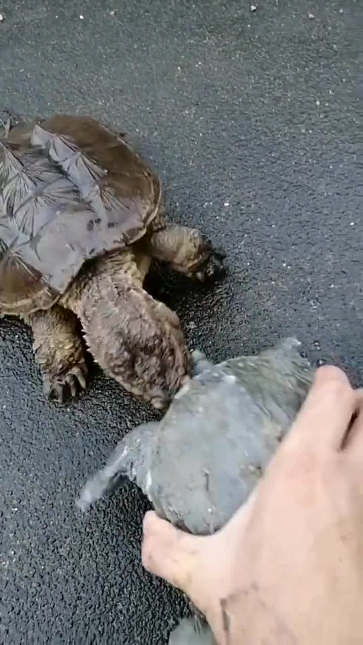 甲鱼大战鳄龟,鳄龟战斗力杠杠的