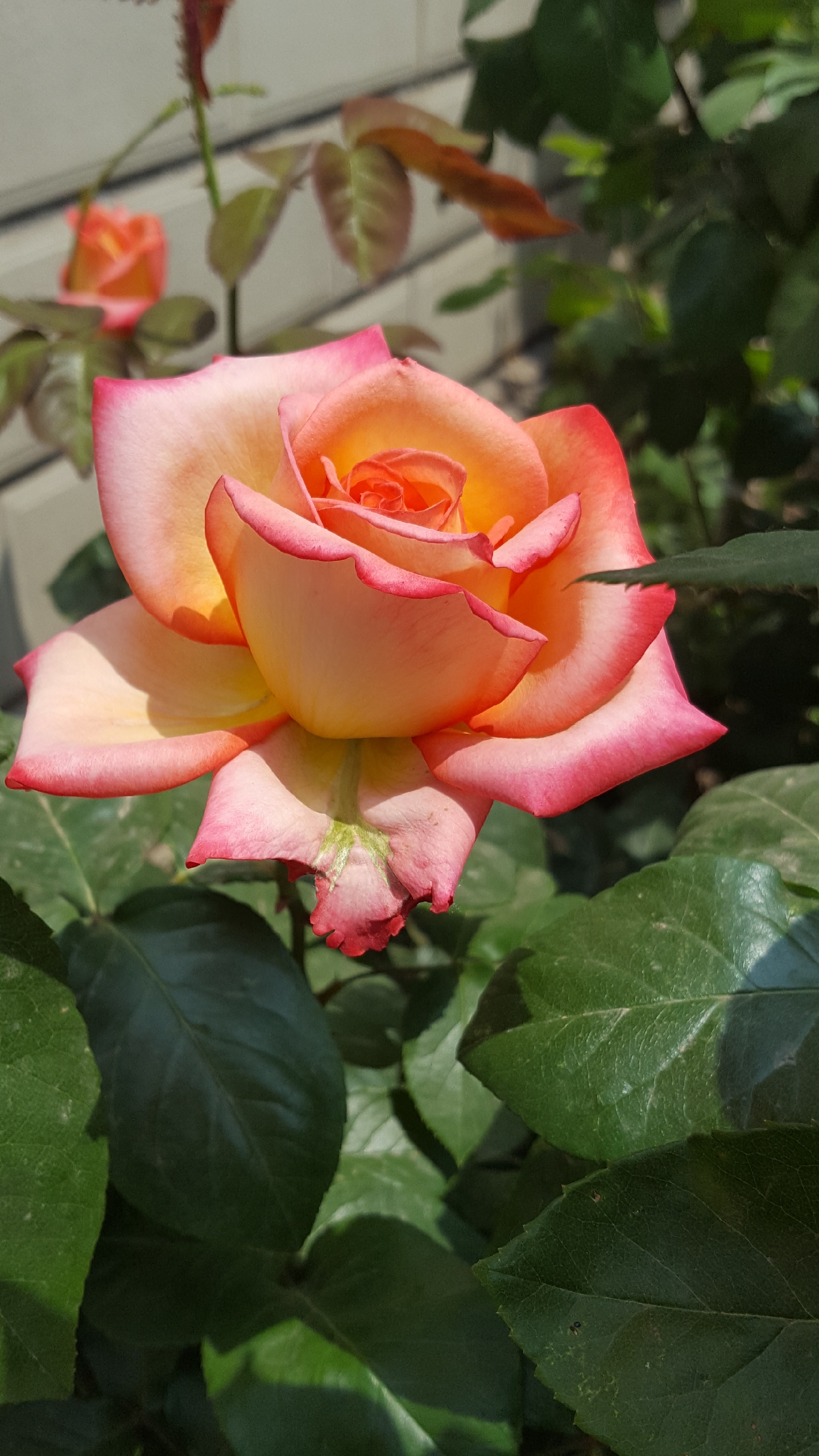 多姿多彩美丽动人的月季花