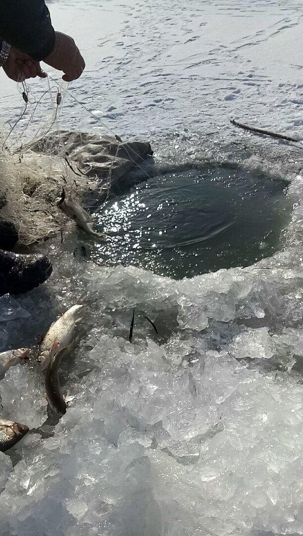 冬捕,一斤多的沙包子鱼