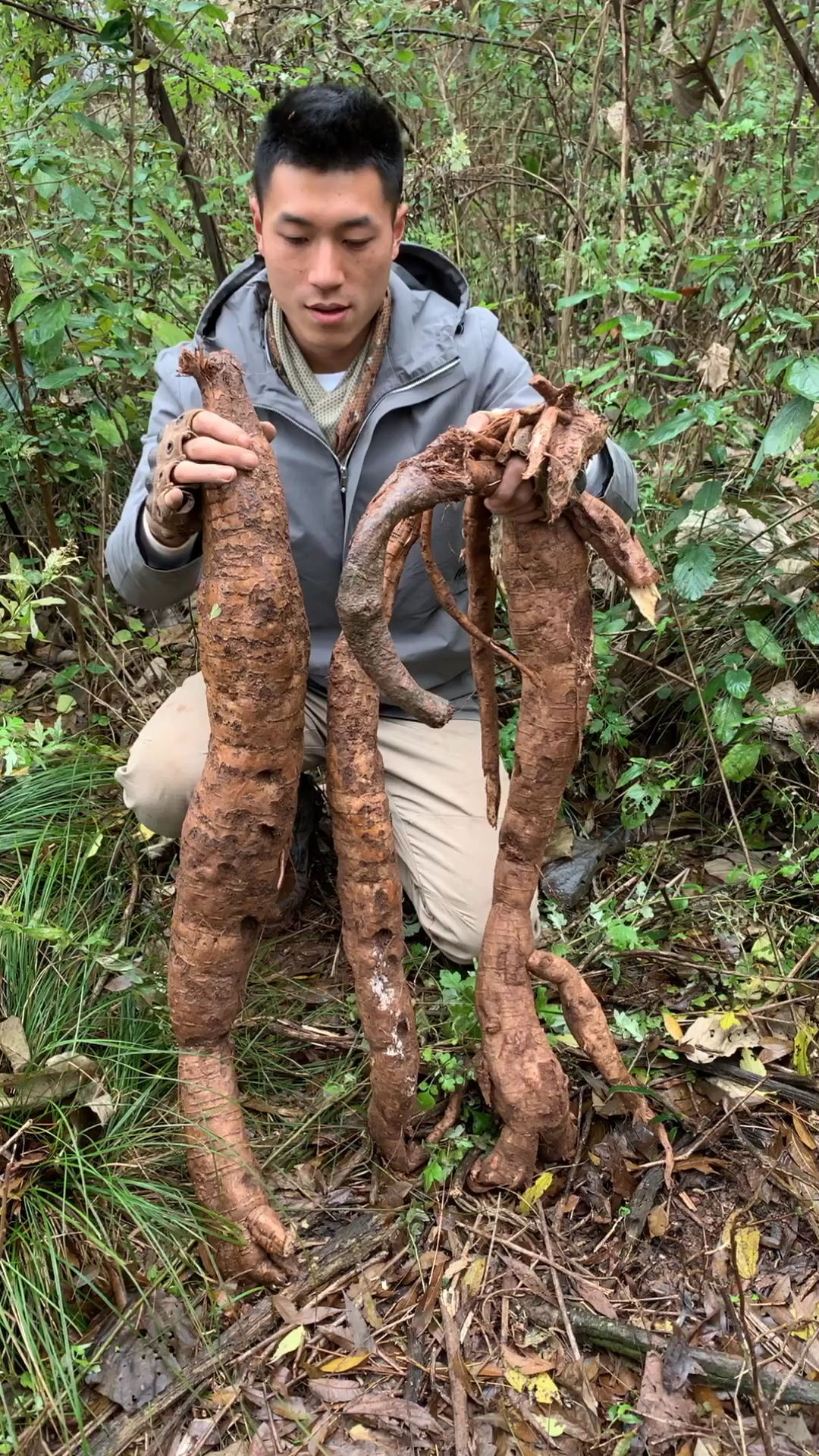 巨无霸葛根.第一次挖到这么大葛根
