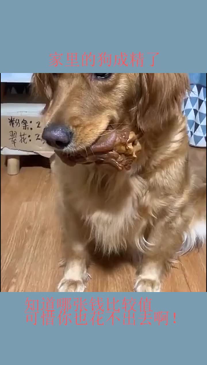 家里的狗成精了,知道哪张钱比较值,可惜你也花不出去啊!
