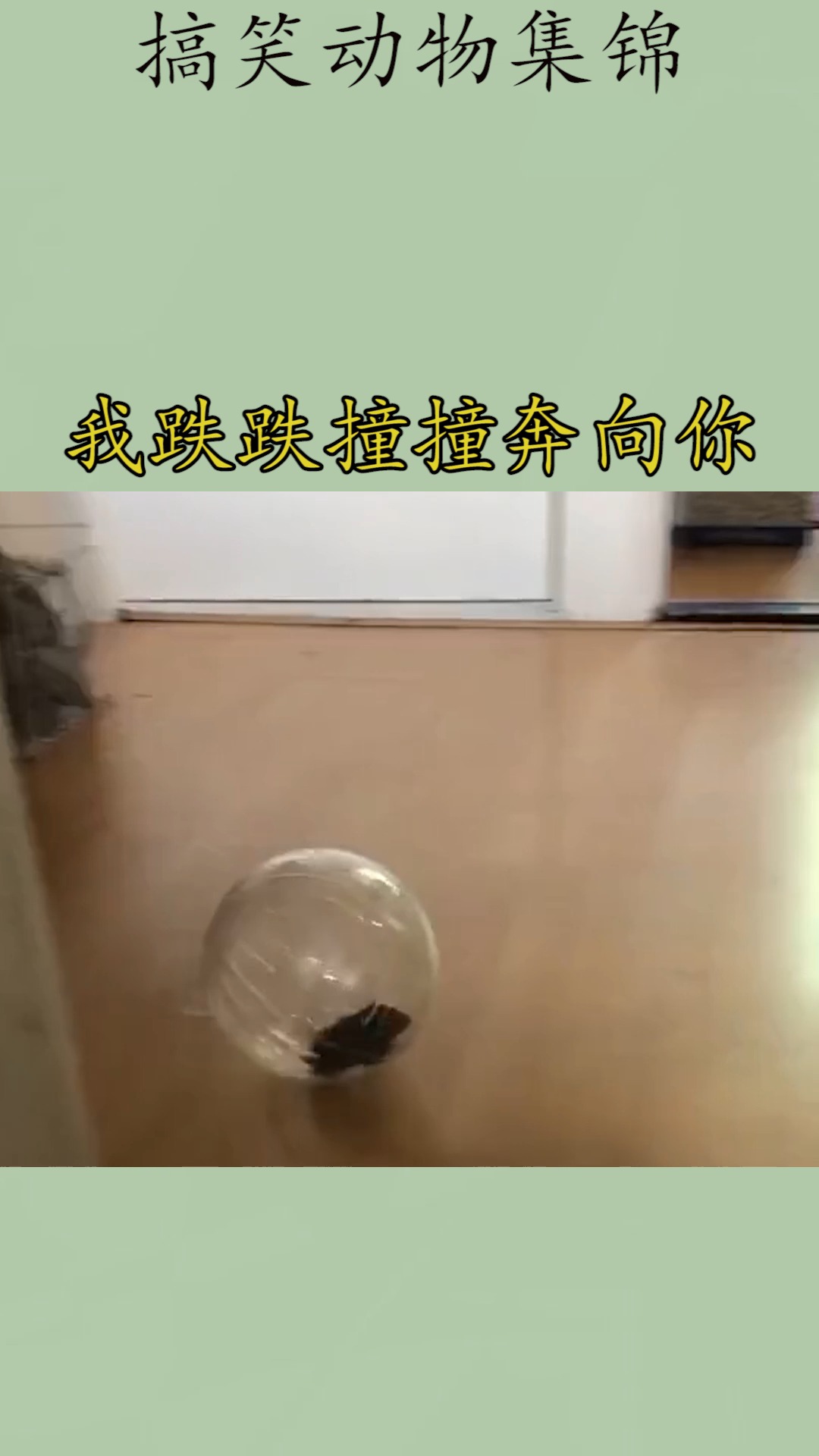我家萌宠成精了#我跌跌撞撞奔向你