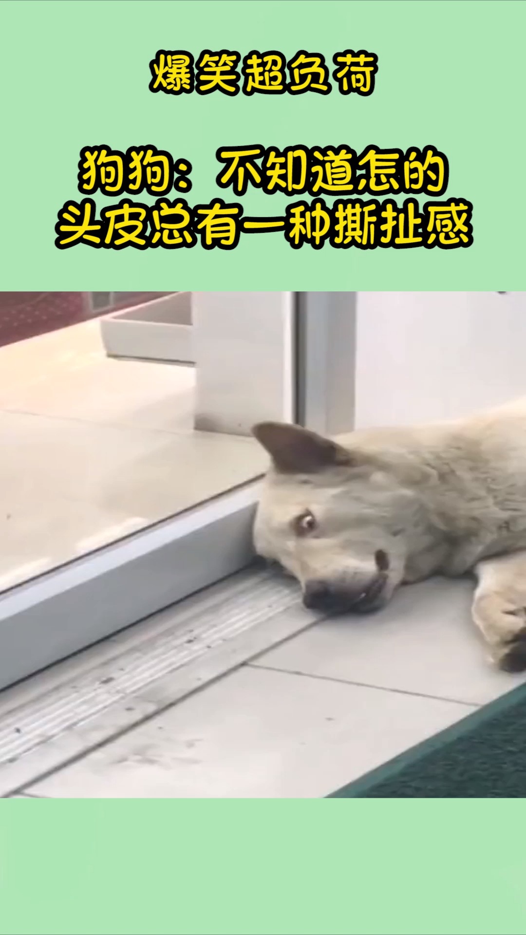 搞笑段子剧#狗狗:不知道怎的,头皮总有一种撕扯感