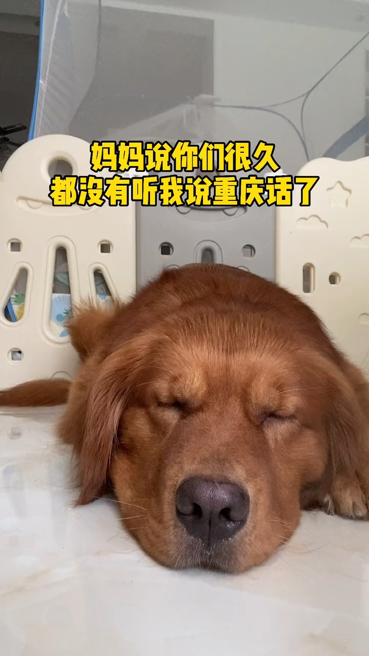 轻知计划#重庆话还是要继续说的