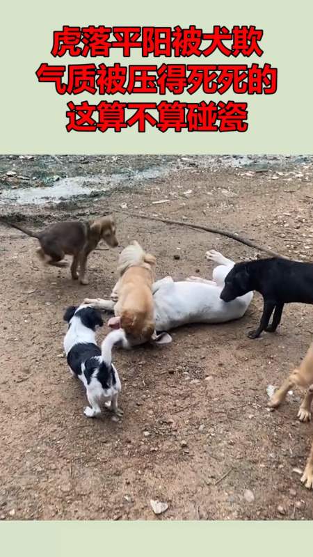 虎落平阳被犬欺,气质被压得死死的,这算不算碰瓷!