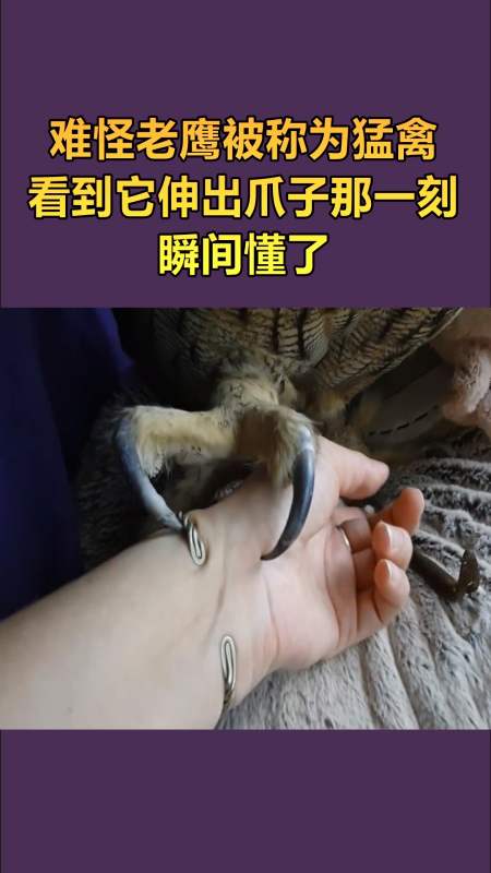 我要上热门#难怪老鹰被称为猛禽,看到它伸出爪子那一刻,瞬间懂了