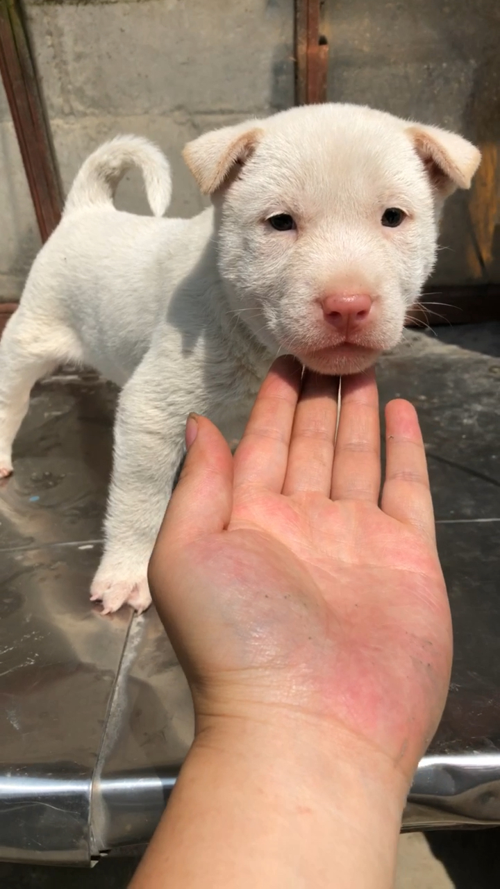 短毛下司犬毛很粗