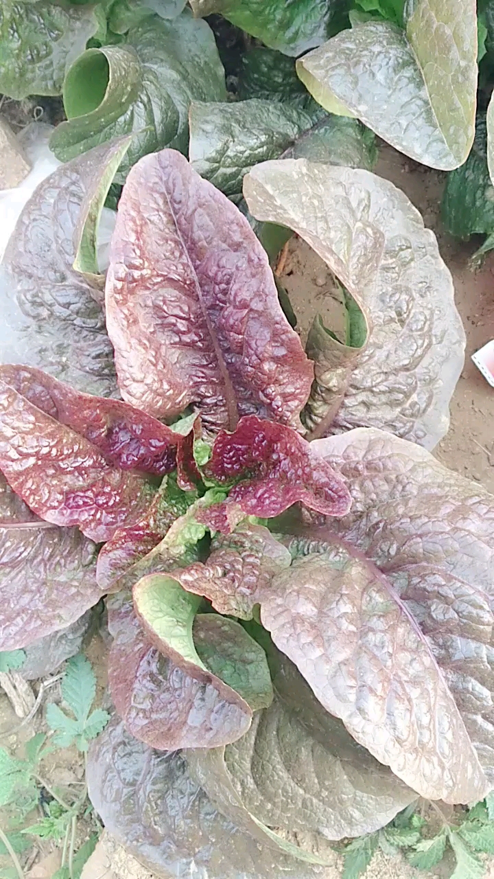 莴苣尚未抽苔,抽苔后就是常见的莴苣.