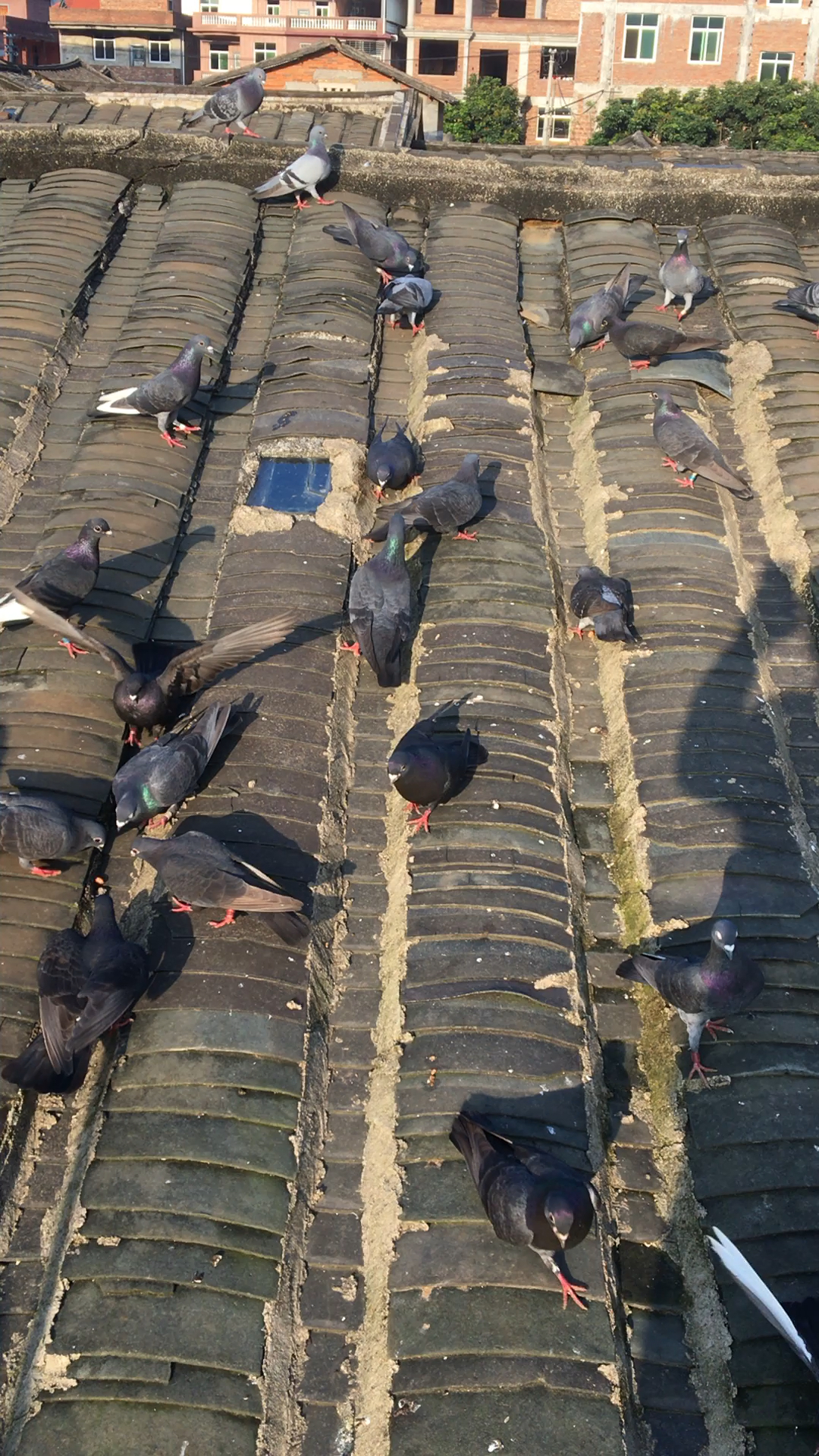 濒危老国血鸽中国红血蓝鸽与中国蓝鸽