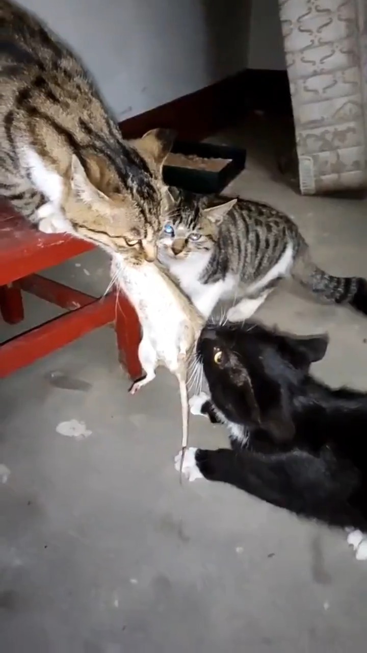 搞笑视频#这到底是谁抓的老鼠?