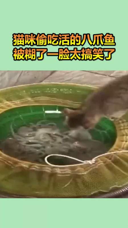 我要上热门#猫咪偷吃活的八爪鱼,被糊了一脸,太搞笑了