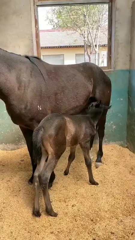刚出生没多久的小马儿,正在吃奶呢!真可爱
