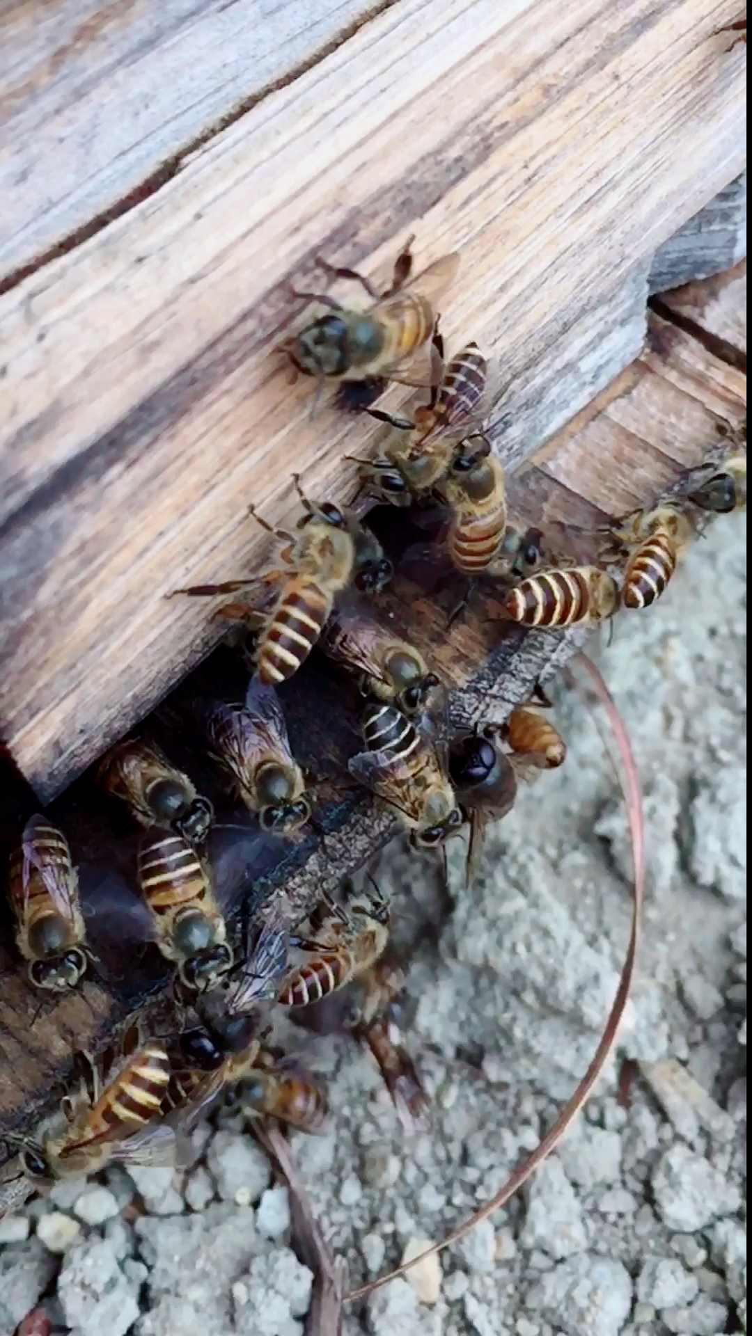 舌尖上的乡村美食#我觉得家蜂相对来说更好些,你觉得对吗?