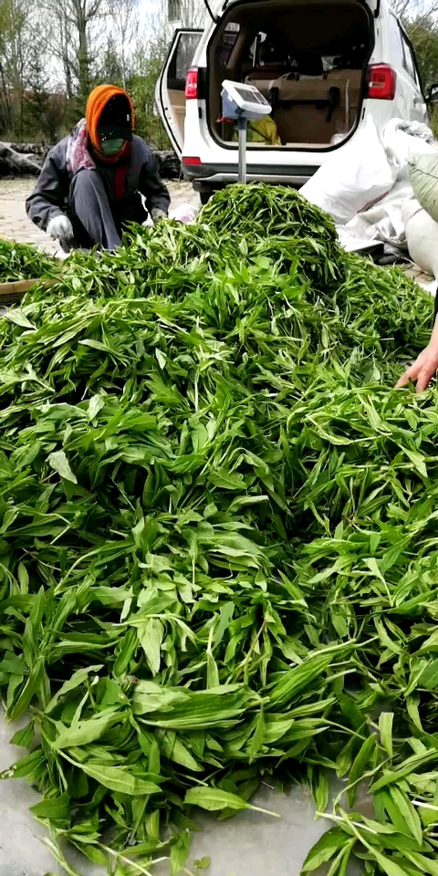 鸭嘴菜精挑细选中,质量嘎嘎的