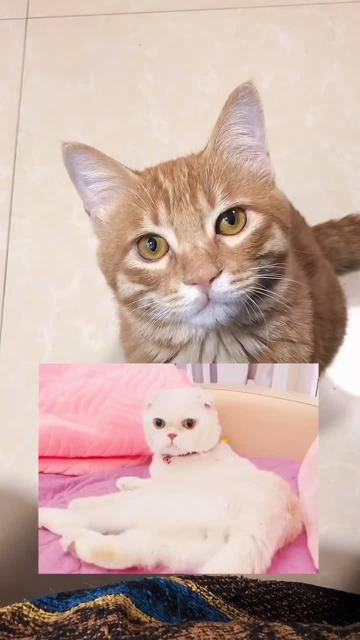 家有萌宠#刚接触时就特别喜欢二豆终于更新了