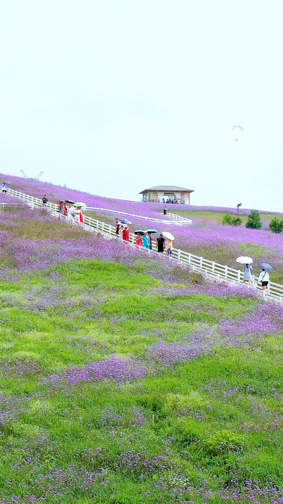 贵阳高坡云顶花海,现在正值花开季节,这漫山遍野的花真是太唯美了