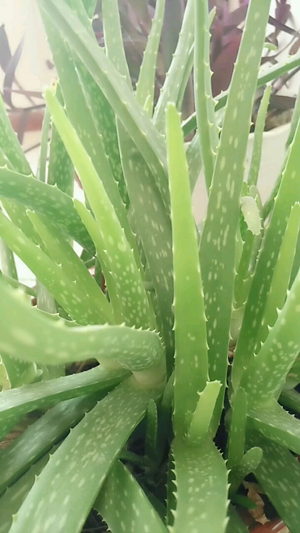 芦荟可以美容消炎