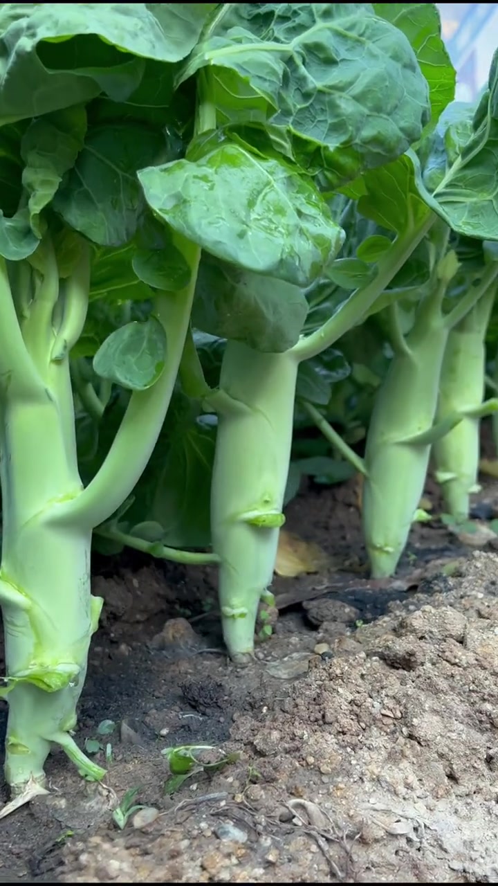20秒带你了解鸡腿白花芥蓝,营养丰富易种植好管理,家里有个巴掌大的