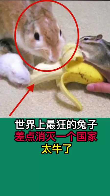 我要上热门#世界上最猛的兔子,差点消灭一个国家.