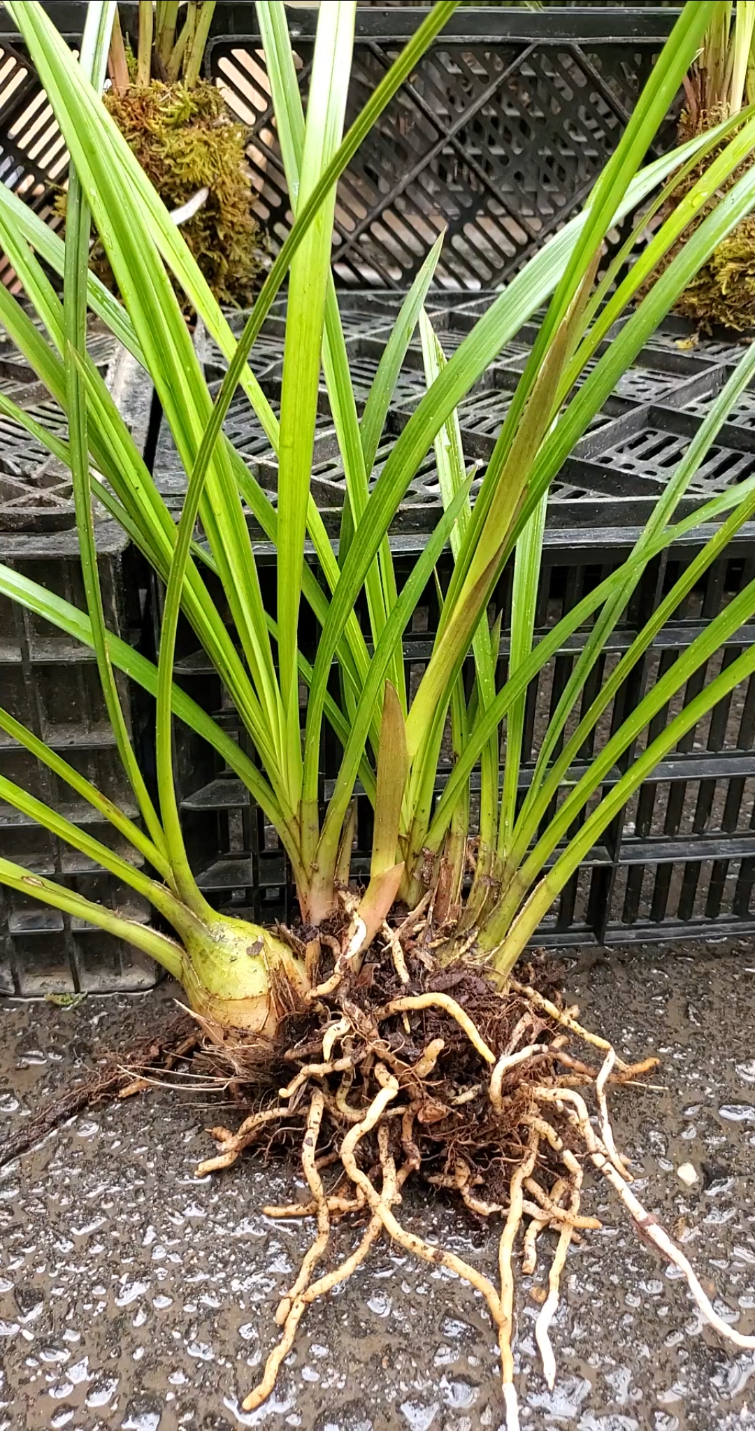 兰花#这样的秋芝兰长得怎么样,已经出了好多花苞了