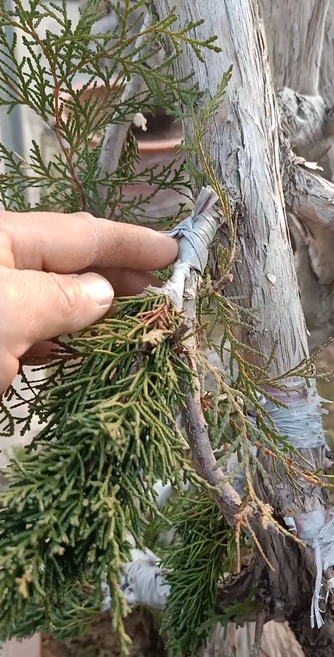 嫁接高手#柏树嫁接以成活,分享给大家看看,谢谢支持