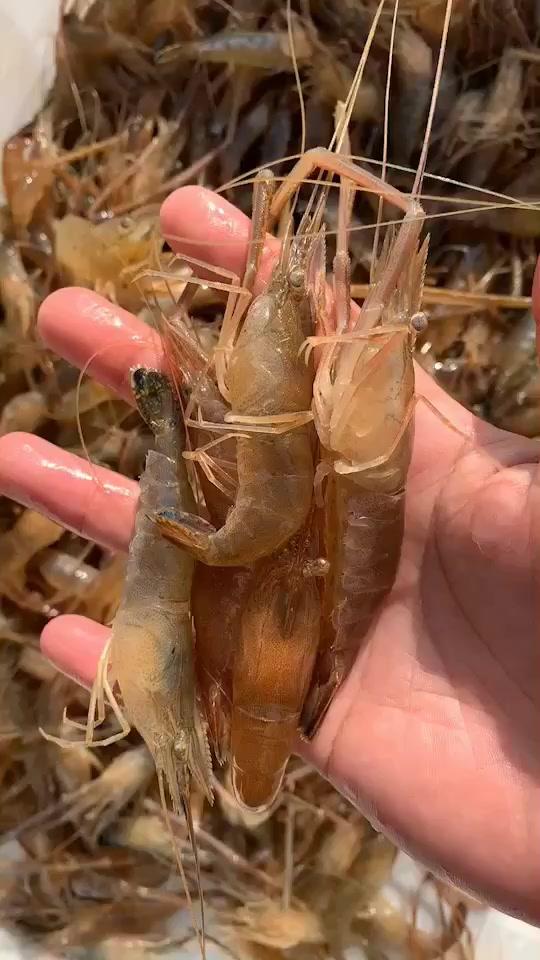 野生溪虾,今晚美味加餐