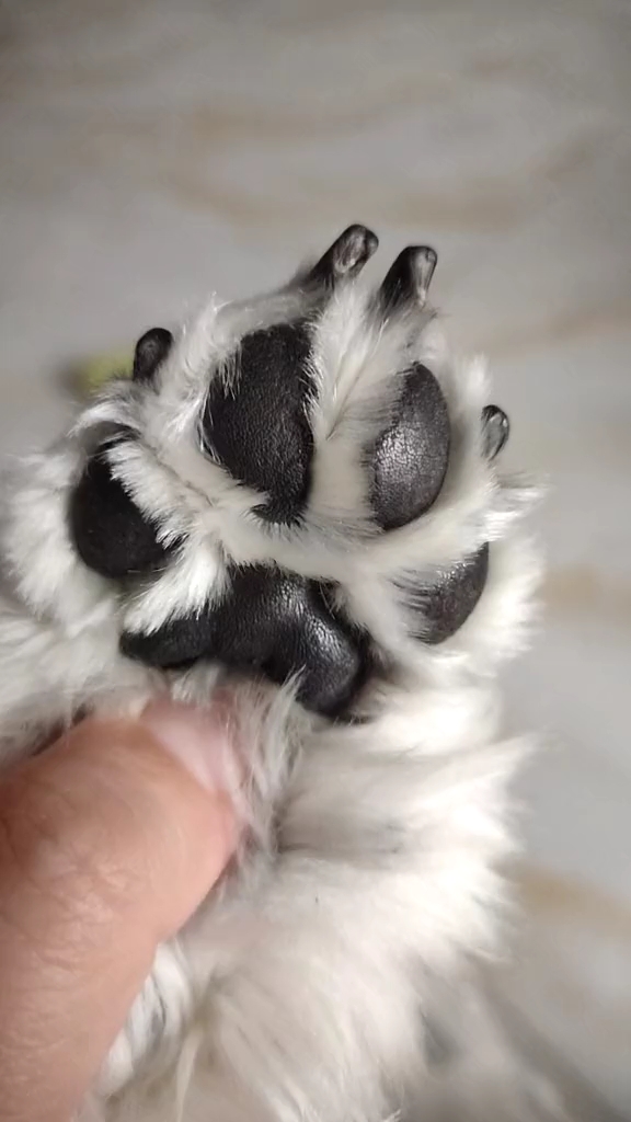 狗#这脚底毛是不是长得也忒速度了?不打滑吗