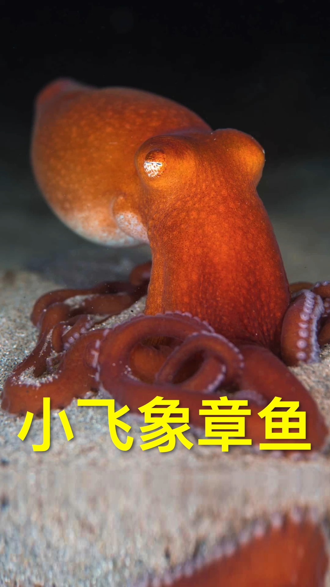 静若布丁,动似小飞象章鱼.别看它长得萌,放出大招吓你一跳