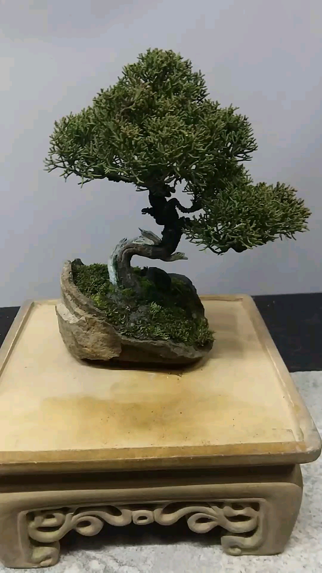 日本八房系鱼川盆景