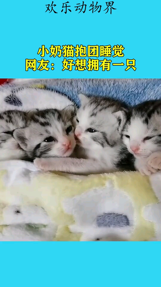小奶猫抱团睡觉,网友:好想拥有一只!