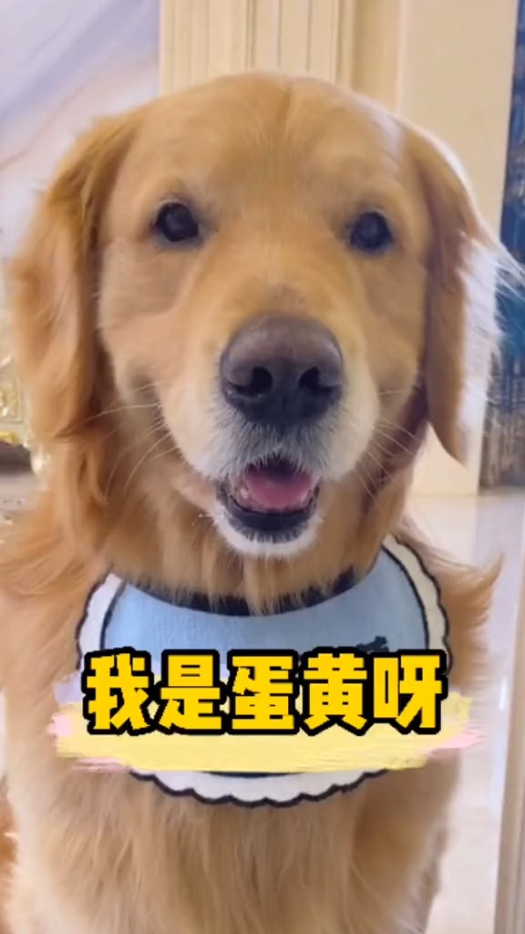 我家萌宠成精了#这只狗狗成精了,会大眼睛看着你!