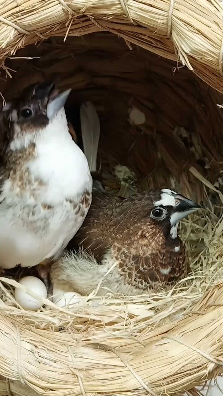 两位鸟爸孵化蛋宝宝,两位鸟妈洗澡