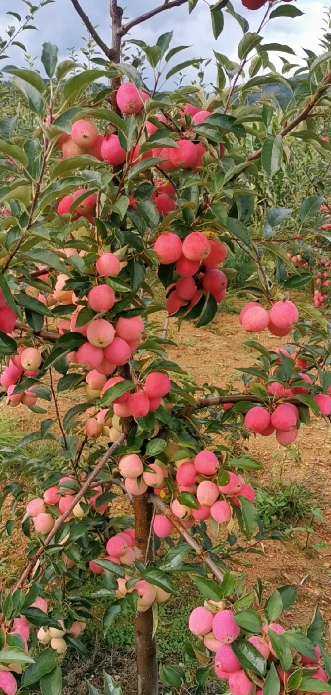 鸡心果苗#鸡心果