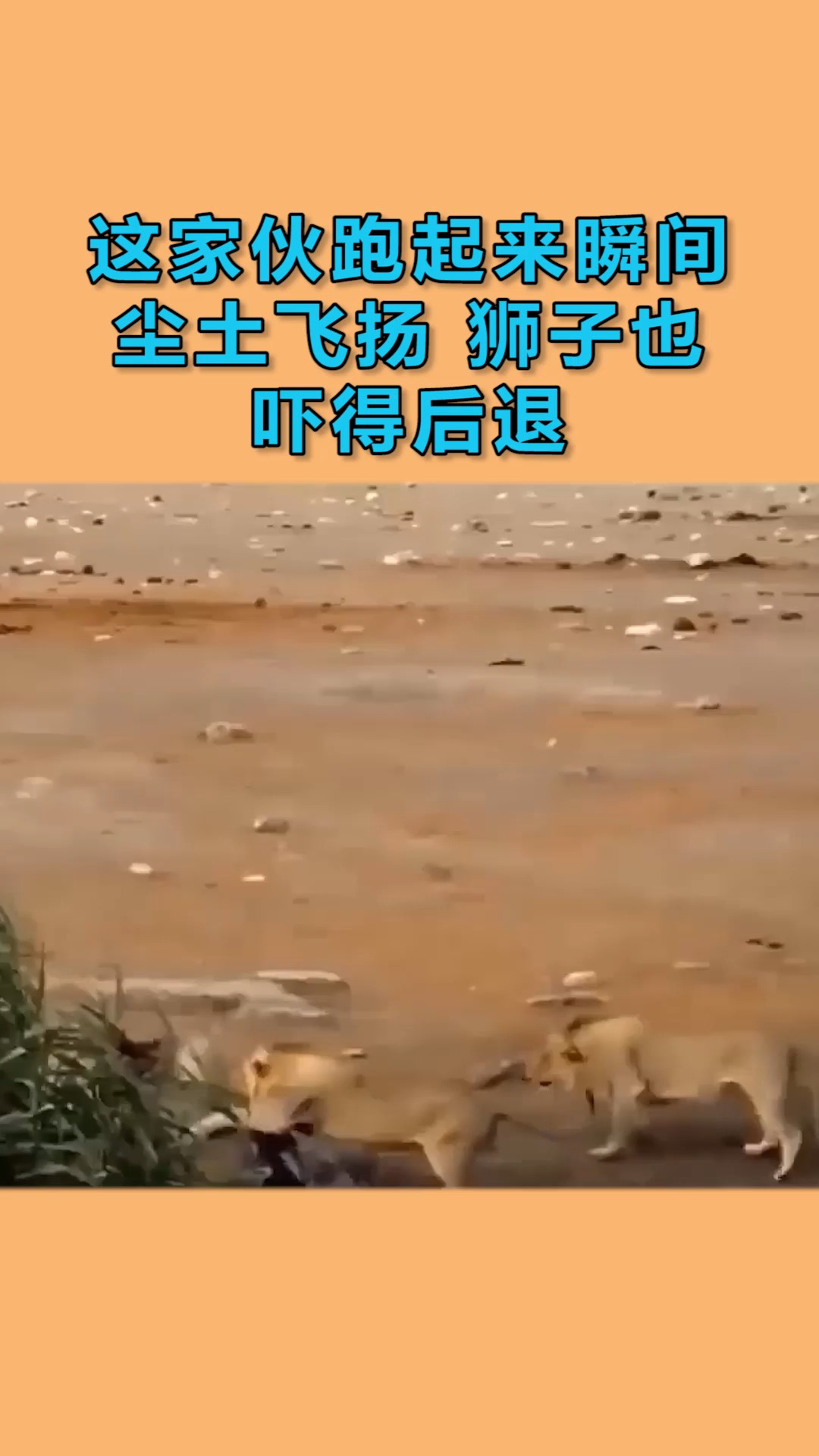 动物世界#这家伙跑起来瞬间尘土飞扬,狮子也吓得后退