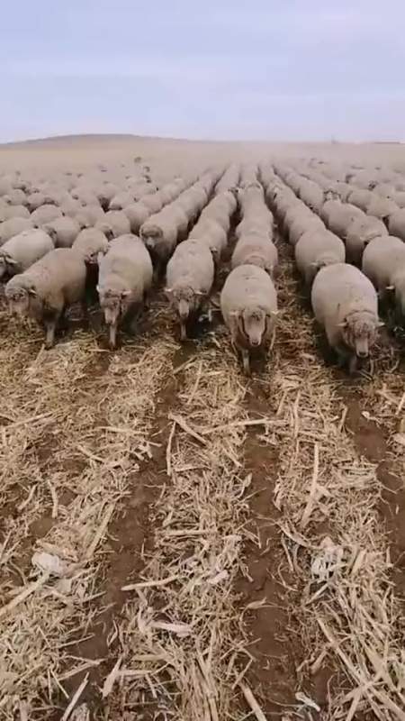 搞笑段子#土豪的宠物,看到这一幕我惊呆了,放羊回来画面太壮观