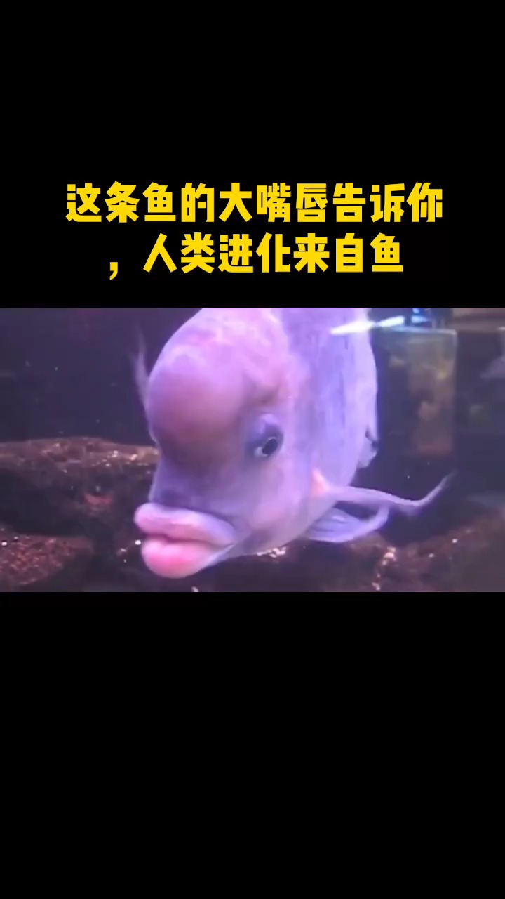 这条鱼的大嘴唇告诉你人类进化来自鱼