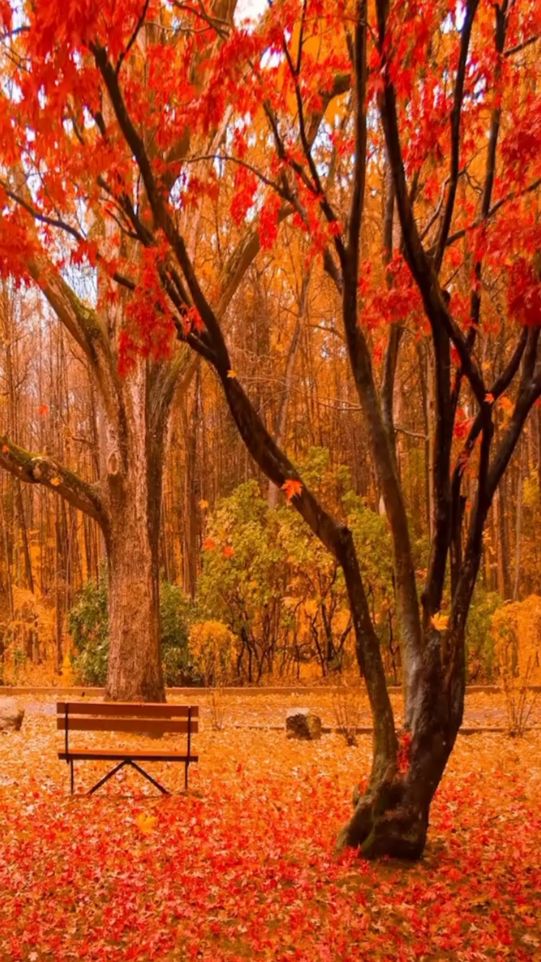 落叶知秋,枫叶飘游,如此意境,心绪难收.